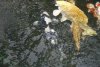 DSC01667.jpg