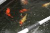 DSC01676.jpg