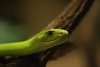 Tropenaquarium-Hagenbeck-Tierpark-a26165631.jpg
