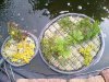 unser teich am 18. mai 2011 010.jpg
