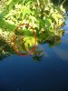 unsere koi ende september 2011 022.jpg