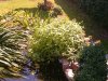 wasserminze juli 2011.jpg