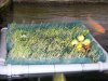 100_4552.JPG
