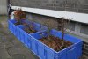 Bonsai 1.JPG