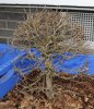Bonsai 2.JPG