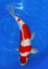 Kohaku 67 cm Sansai.jpg