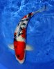 Sanke 67 cm Sansai.jpg