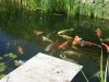 tn_Teich Sommer 2011 (15).jpg