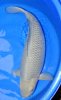 Soragoi 65 cm 2.jpg