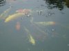 DSC02172.JPG