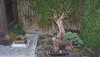 4Bonsai2012.jpg