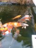 unsere koi am 10.3.2012 017.jpg