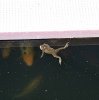 frosch1.jpg