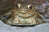 frosch4.jpg