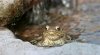 frosch6.jpg