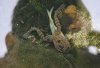 frosch.jpg