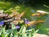 unsere koi beim genießen der sonne im mai 2011 023.jpg