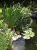 unser teich august 2011.jpg