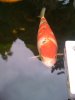 unsere koi am 10.3.2012 002.jpg