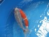 Interkoi 2012 020.JPG