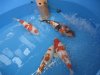 Interkoi 2012 017.JPG