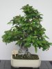Interkoi 2012 002.JPG