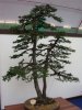 Bonsai Kiefer.JPG