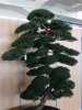 Ilex crenata.JPG
