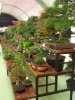 Bonsai Verkaufsstand.JPG