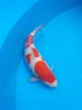 Superkohaku.JPG