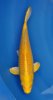 Tosai Yamabuki 27 cm.jpg
