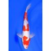 Doitsu-Kohaku-35-40cm-.jpg