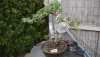 Wacholder15042012A.jpg