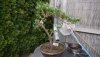 Wacholder15042012B.jpg