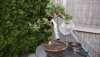 Wacholder15042012C.jpg