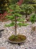 bonsai lerche2 (2).jpg