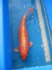 Orenji Ogon_67 cm_1992_2 - Kopie.jpg