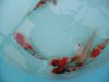 DSCF2948.JPG