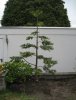 Gartengestalltung 001.JPG