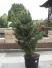 Gartengestalltung 004.JPG