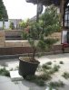 Gartengestalltung 006.JPG