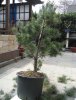 Gartengestalltung 007.JPG