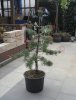 Gartengestalltung 010.JPG