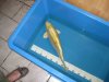 04_05_12.... 48cm.jpg