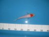 Tancho-04_05_12....15cm.jpg