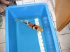 Showa--04_05_12....-45cm.jpg