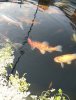 DSC00333 - Kopie.JPG
