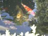 mai 2011 019.jpg