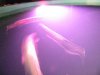 IMG_2696_(640_x_480).jpg