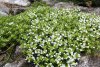 thymus_serpyllum_album.jpg